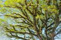 Rain Tree